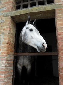 Podere Pievina