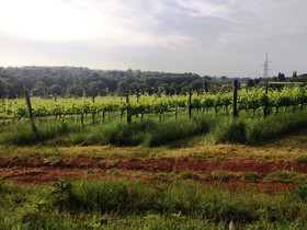 Agriturismo Podere Ficareto