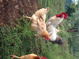 Agriturismo Podere Ficareto