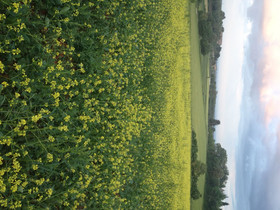 Agriturismo Podere Ficareto