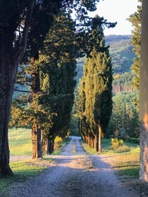 Villa Poggio Dei Cipressi