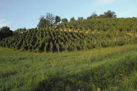 Azienda Agricola Musignano
