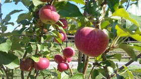 Agriturismo Alle Rose