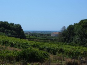 Azienda Agricola Sinisi