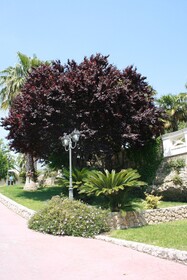 Villa Irlanda Grand Hotel