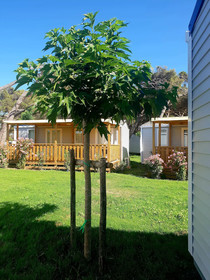 Gitavillage California