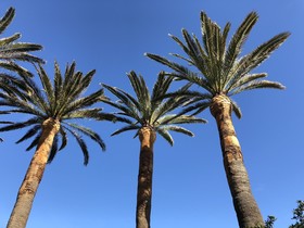 Hotel Villa delle Palme