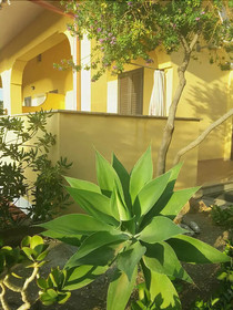 Baciati Dal Sole