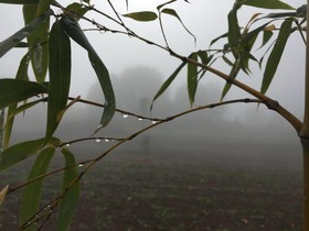 Podere Conte Ràcani