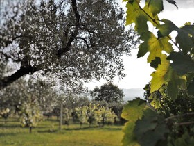 I Tre Gelsi