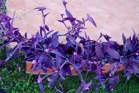 Parcoverdepino