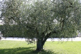 Rosa di Assisi