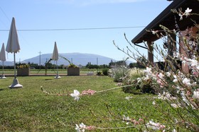 Rosa di Assisi