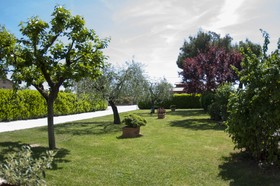 Rosa di Assisi