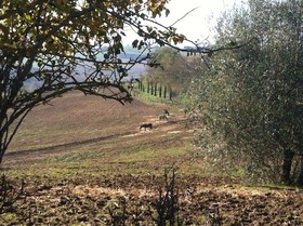 Agriturismi Farina