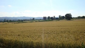 Fontecese