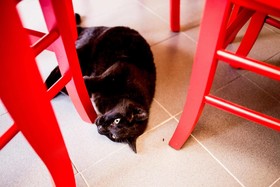 Alloggio del Gatto