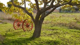 Bed and Breakfast Villa Ceccarini Fonte D'Oro