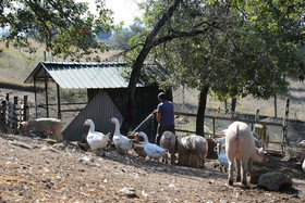 Agriturismo La Querciolana