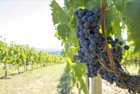 Agriturismo La Querciolana