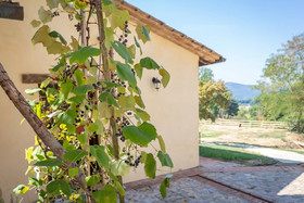 Pulciano Apartments