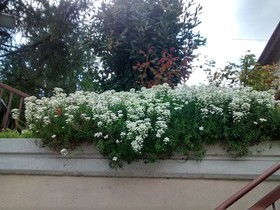 Hotel Ristorante Fiorelli