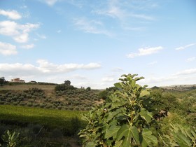 Podere Caldaruccio La Pineta