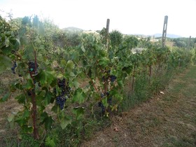 Podere Caldaruccio La Pineta
