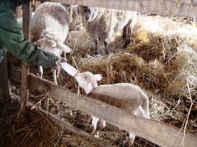 Podere Caldaruccio La Pineta