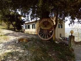 Antico Leccio