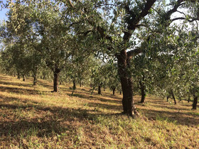 Casa Vacanze Verde Oliva