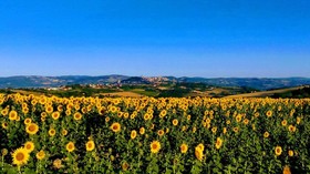 Il Focolare