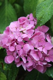 Stresa Complex Levoasi