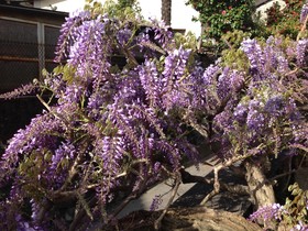 Bed and Breakfast Locanda Dei Pini