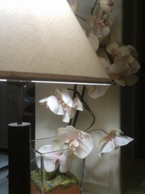 Hotel Riva del Sole - Adults Only