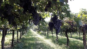 Agriturismo Camparella