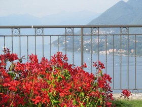 Brisino