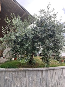 Villa Cuore