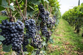 Valpolicella International