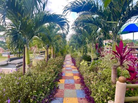 Pirate Palms