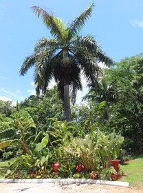 Casa da Buena Vista