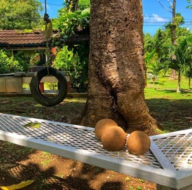 Areca Palms