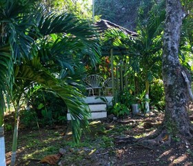 Areca Palms
