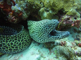 Red Sea Dive Center - Hotel & Dive Center