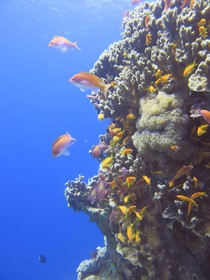 Red Sea Dive Center - Hotel & Dive Center
