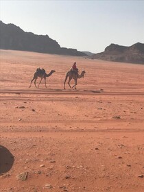 Bedouin House Camp
