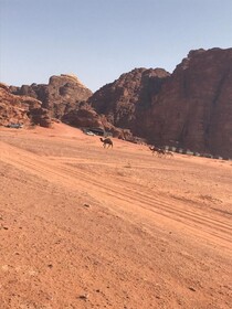 Bedouin House Camp