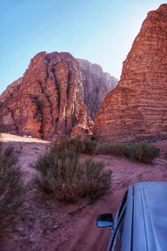 Desert Wolf Camp