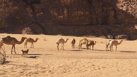 Um Al Tawaqi