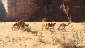 Um Al Tawaqi